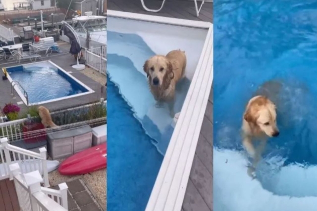 Intrépido golden: ¡Su refugio contra el calor se viraliza!