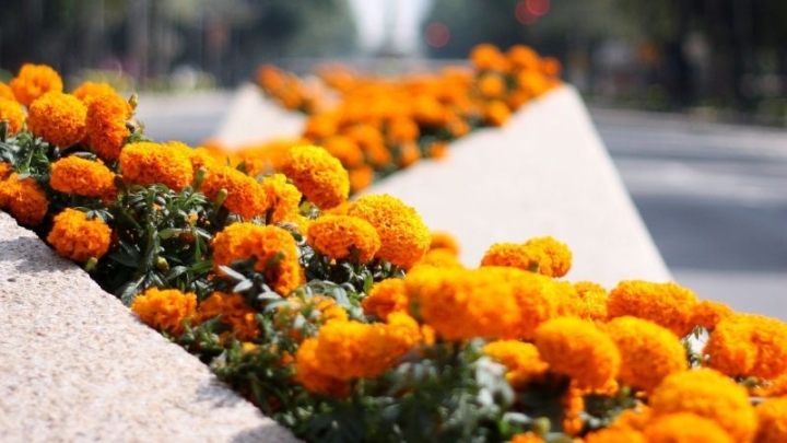 Festival de Flores de Otoño en Reforma, esto es lo que sabemos de las fechas de exposición