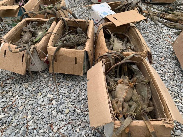 Recuperan 192 iguanas verdes en Oaxaca; investigan posible tr&aacute;fico ilegal