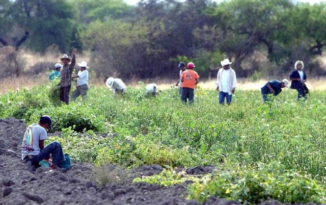 Celebra en Xochitepec el Día del Productor Agrícola Morelense 2022