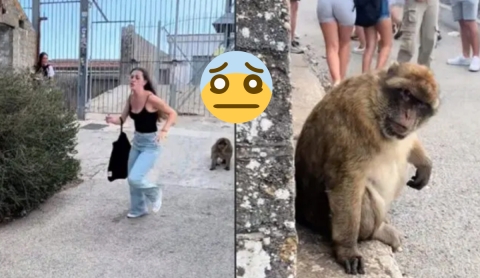 &#039;No mires a los monos a los ojos&#039;: una joven se vuelve viral en TikTok tras ser perseguida en Gibraltar