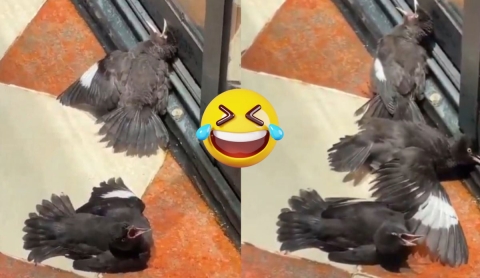 Pájaros fingen estar heridos para conseguir comida y se vuelven virales en redes