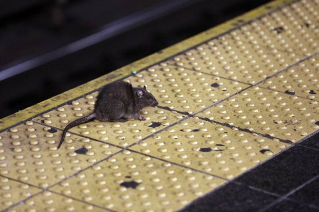 Invasión de ratas: La nueva ‘pandemia’ que enfrentan en Nueva York