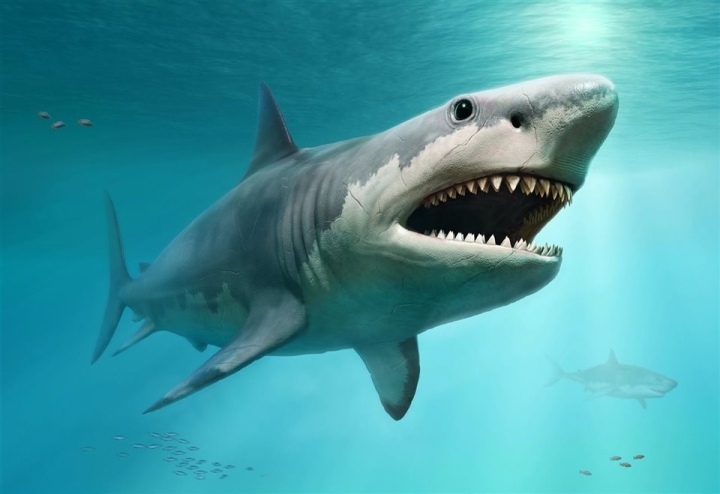 Los megalodones crecían hasta un 33% más en aguas frías