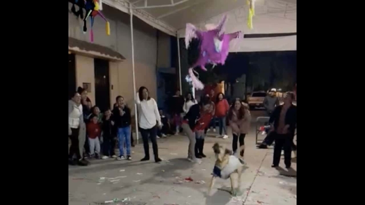 Perrito rompe la piñata en una posada .