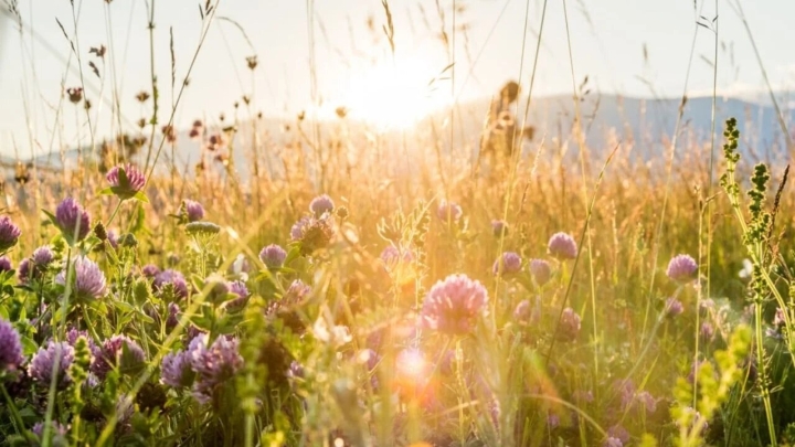 Rituales sencillos para darle la bievenida al equinoccio de primavera