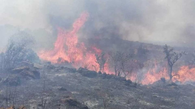 Fuego arrasa con 100 hectáreas en la biósfera de &quot;El Cielo&quot; en Tamaulipas