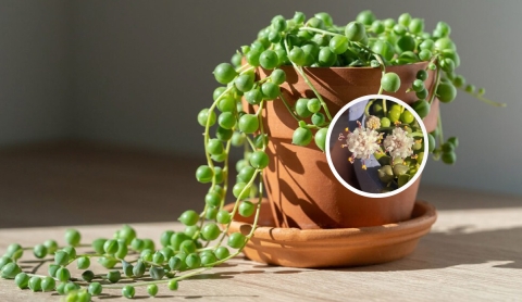 Cómo lograr que tu planta rosario florezca todo el año de forma natural