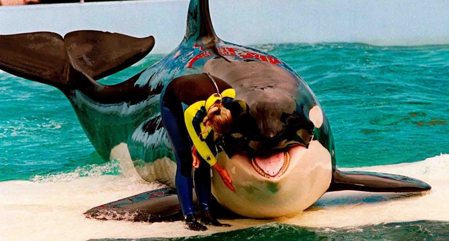 50 años en cautiverio: Fallece 'Lolita', la orca de Miami