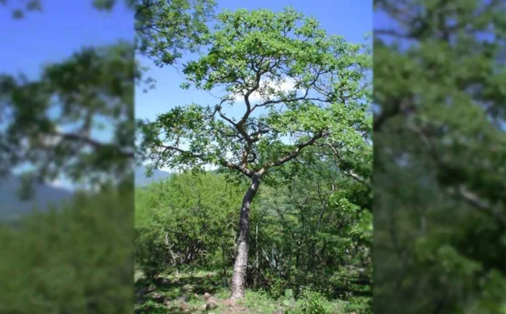 Científicos descubren que el cuachalalate, planta medicinal mexicana, sirve para tratar el cáncer