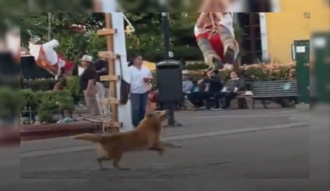 'Lomito danzante': Perrito conquista internet persiguiendo a Volador de Papantla