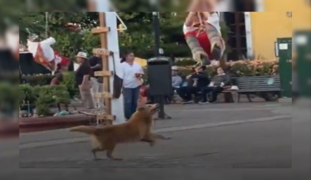 'Lomito danzante': Perrito conquista internet persiguiendo a Volador de Papantla