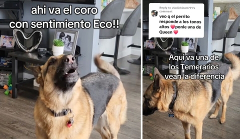 Perrito se vuelve viral por su reacción a canción de Los Temerarios