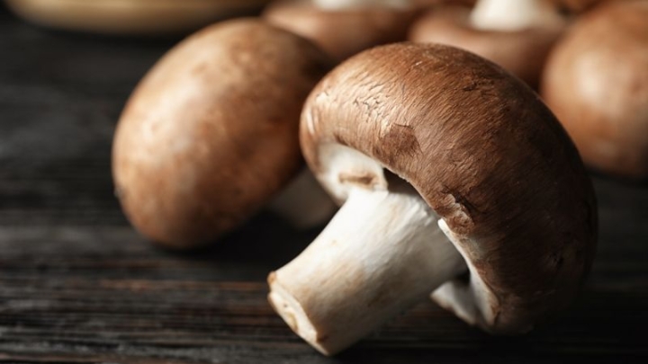 Día del Champiñón: Los brotes de la naturaleza que aparecen con la lluvia