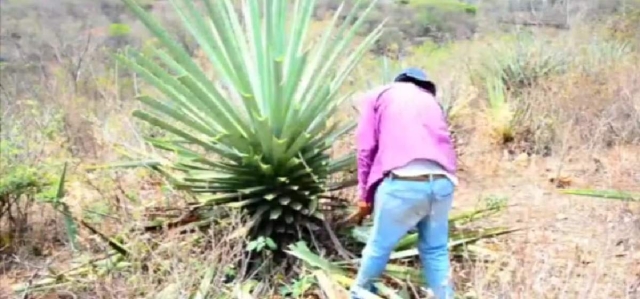 La producción de agave en zonas del surponiente comienza a ganar terreno entre productores.