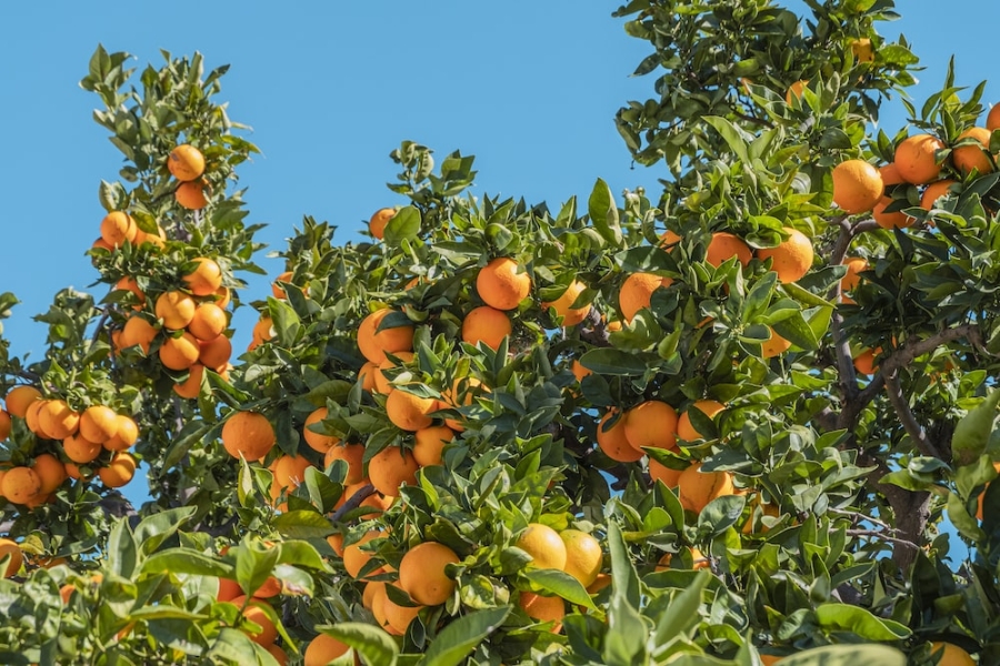 Mezcla casera para terminar con las plagas de tus árboles frutales en verano