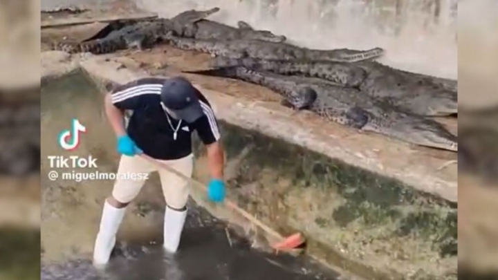 Valentía viral: El guardián de cocodrilos que conquista internet