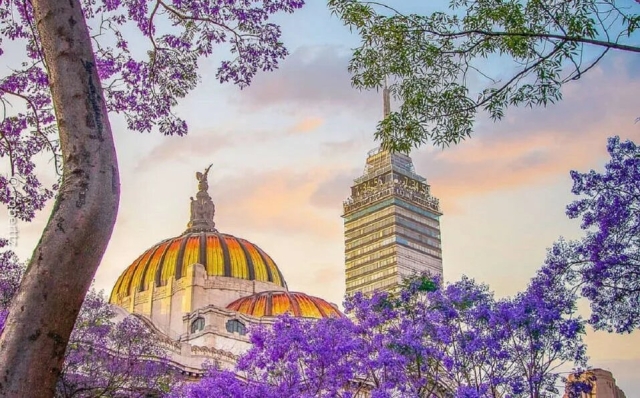 Jacarandas sorprenden al florecer antes de tiempo en CDMX