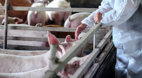 M&eacute;xico suspende importaci&oacute;n de cerdo desde Espa&ntilde;a por peste porcina africana