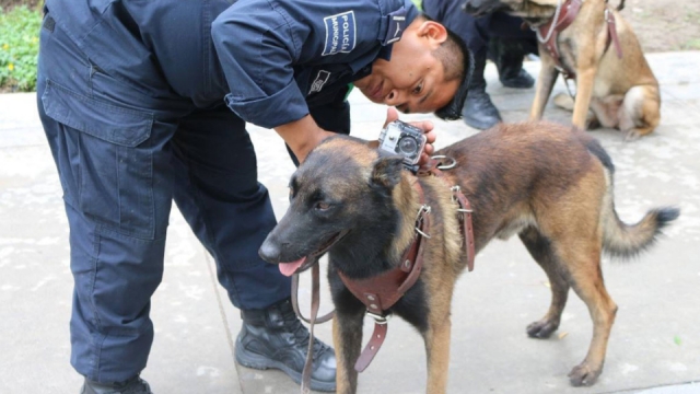 Muere Laika, la perrita rescatista que participó en los sismos de 2017