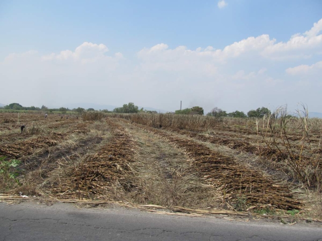 Ahora sí, parece que la zafra va a terminar antes de llegar al mes de mayo. Cañeros aseguran que el karbe de Zacatepec sigue siendo el mejor.