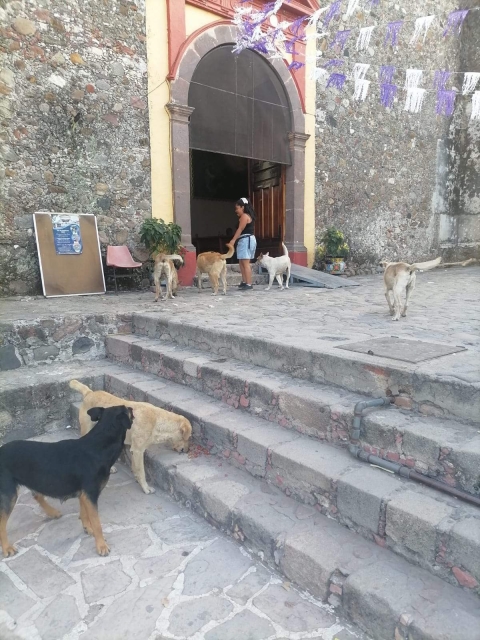 Varios perros que fueron abandonados en la reciente feria, que se desarrolló del 2 al 7 de abril.