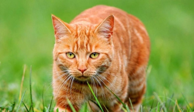 ¿Qué hace especiales a los gatos naranjas? Científicos hallan la explicación
