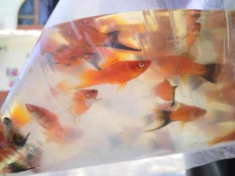 Buscan excluir a peces de ornato de ley que proh&iacute;be venta de animales vivos en CDMX