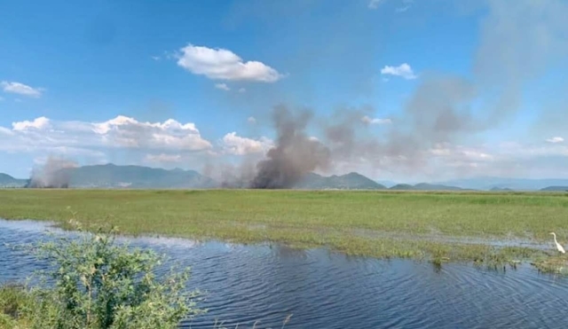 Denuncian constante quema de tule a orillas de la laguna de Coatetelco