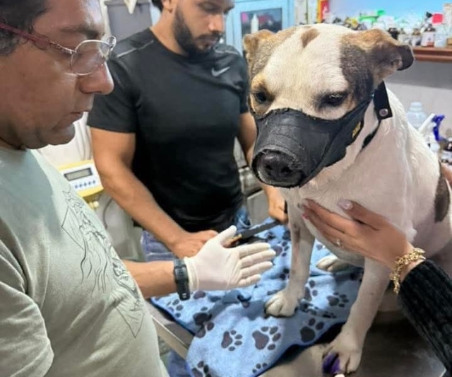 &#039;Manchas&#039;, al veterinario