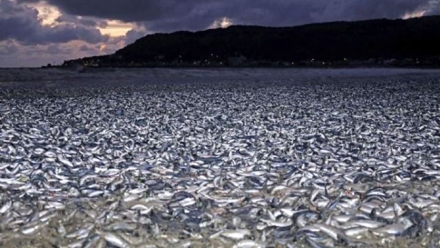 Miles de peces muertos aparecen en costas de Japón
