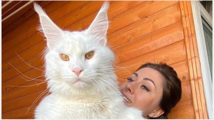 El insólito caso del gato más grande del mundo: Kéfir