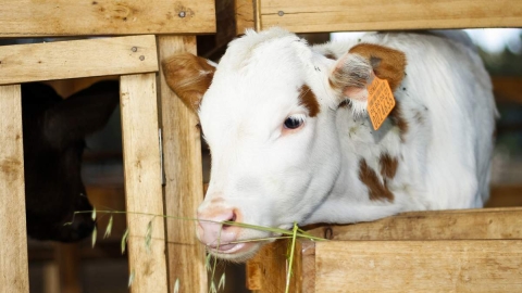 Anuncian nueva estrategia para el manejo de ganado 