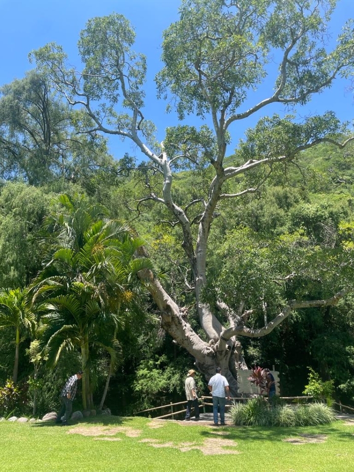 El árbol milenario; En el Balneario Campestre Xochitepec