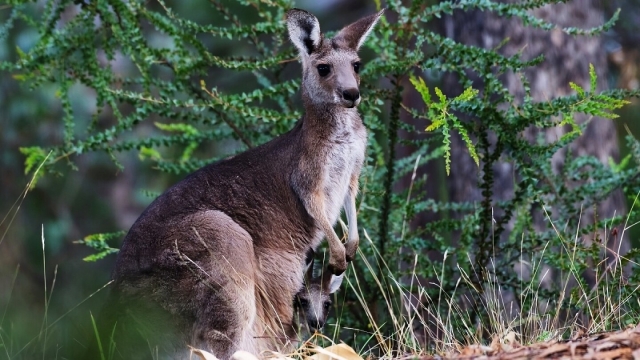 Australia podría sacrificar a millones de canguros para evitar que mueran de hambre