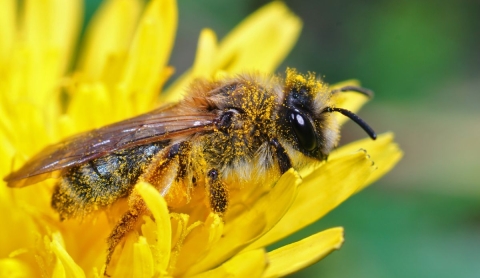 ¿Qué pasaría si desaparecieran las abejas y por qué es importante conmemorar su día?