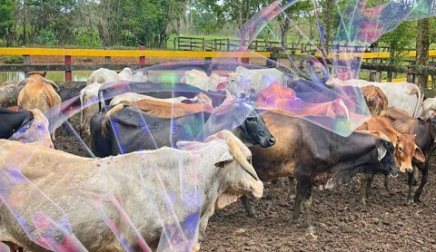 Buscan ganaderos de Miacatlán apoyo para mejora genética