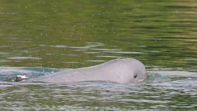 Mueren tres delfines en peligro de extinción y ‘se enciende alarma’ en Camboya