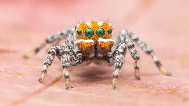 Bautizan como Nemo a una nueva especie de araña que baila