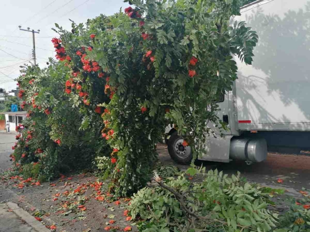  El árbol fue retirado por personal de Protección Civil.