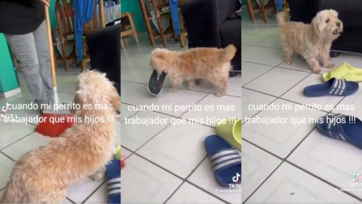 Perrito conquista las redes sociales después de ayudar a limpiar su casa