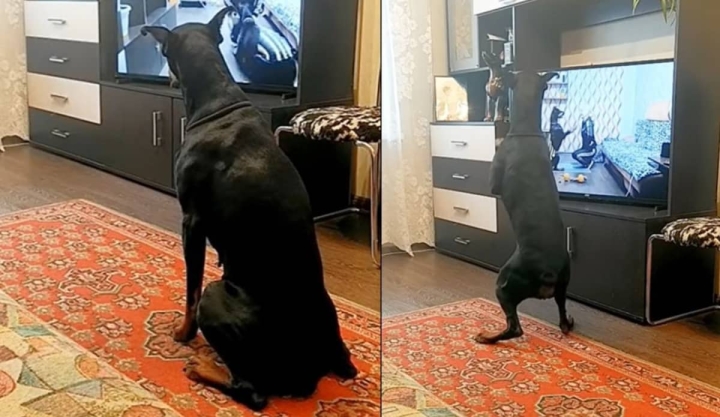 Perrito hace ejercicio con la TV y enloquece a los usuarios de Twitter