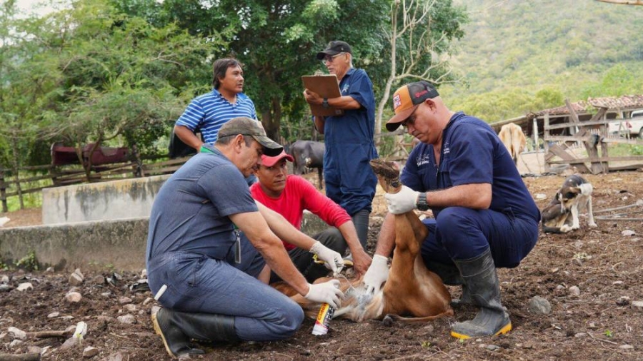 Honduras supera los 3 mil casos de gusano barrenador en ganado