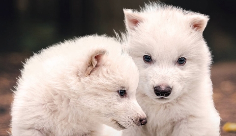 ¡Reviven a los lobos terribles, una especie extinta desde hace más de 10 mil años!