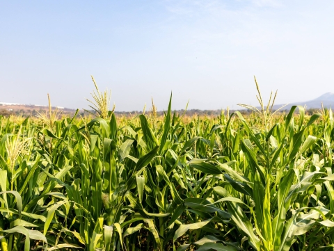 Sedagro abre bolsa de cr&eacute;ditos para el campo; financiamientos alcanzan hasta 4 millones de pesos