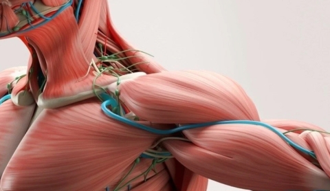 Crean un mini dispositivo 3D que reproduce tejidos humanos con una precisión sin precedentes