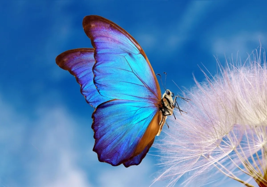 Alarma Mundial por la Disminución de Mariposas