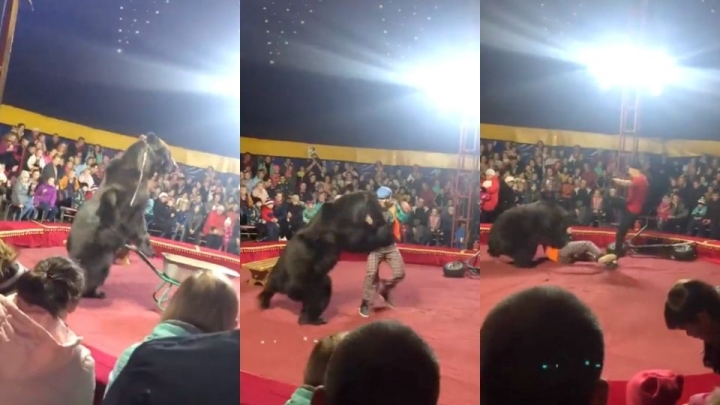 Oso se lanza sobre domador en plena función de circo