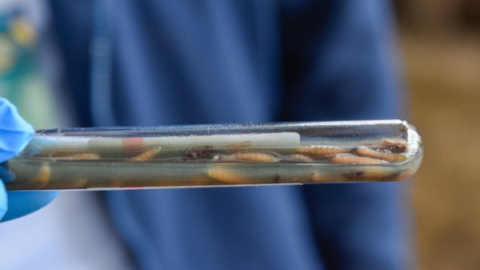 Confirman primer caso humano de miasis por gusano barrenador en Chiapas