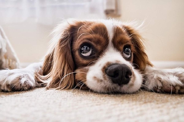 Cómo brindarles a tus amigos animales unas vacaciones sin estrés